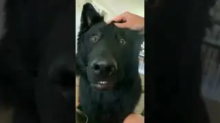 wait for #reaction 😳 #dog lover