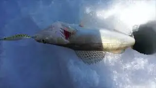 Зимняя рыбалка на судака  Обское водохранилище 2016
