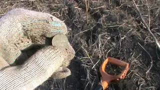 Привет в Канаду! Сереброммм...
