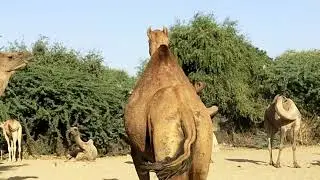 Unique Camel Breed & Babies of camels are available in My Village Camel Farm