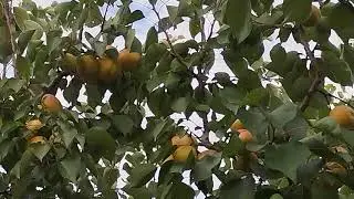 Абрикос NJA - 19 крупный  вкусняшка.