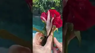 Коллаген в домашних условиях