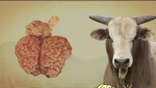 OTAK LEMBU?? BOLEH MAKAN KE ??