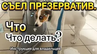 Собака съел презерватив. Что делать? Не для слабонервных.