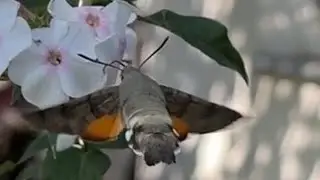 Колібрі України. Macroglossum stellatarum