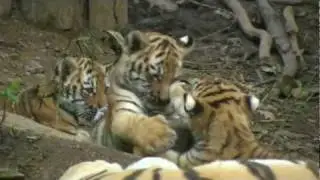 - ANIMAL  Tiger babies playing 2  Pilsner ZOO