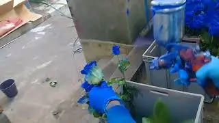 Как красят розы в Эквадоре от плантаций премиум класса