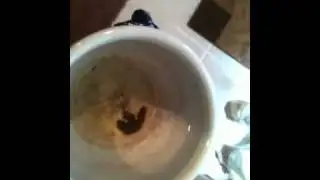Poop