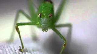Green Grasshopper Eats Mosquito. FHD video