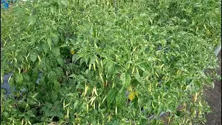 Pupuk Cabe Rawit Biar Berbuah Lebat - Cara Menanam Cabe Rawit Biar Subur - Paket Pupuk Cabe Rawit