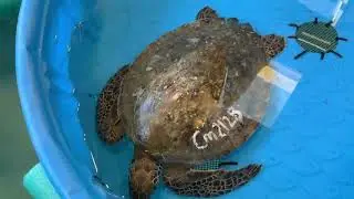 Marine Science Center - February Sea Turtle Update