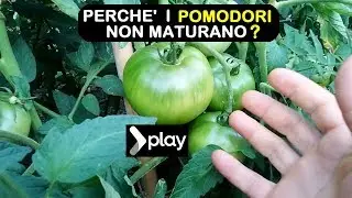 PERCHE' I POMODORI NON MATURANO