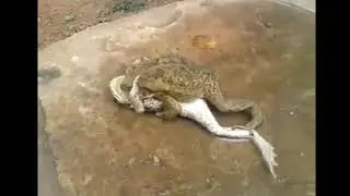 Лягушки трахаются НЕ ЛЮБЯ под клип Lizer'a