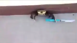WILD CRAB APPEARED!
