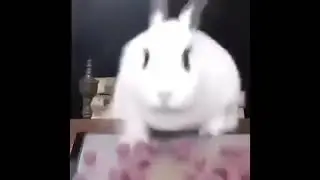 hl2
