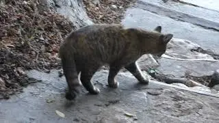 28.10.2018. Таганрог. Кошка богудонская :)