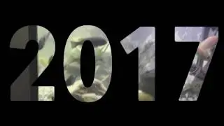 Aquarium 2017 new