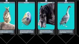 Animals That Start With N - Navigating the Nature of Notable Natives.