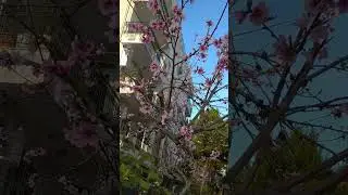 Guzel!!! #status #shortvideo #vlog