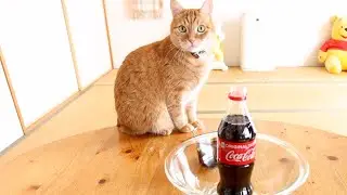 Cat Reaction Mentos And Coke Experiment (Cola Mentos)