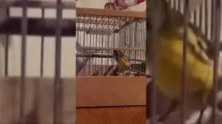 Канарейка и музыка