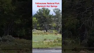 Elk at Yellowstone National Park Mammoth Hot Springs