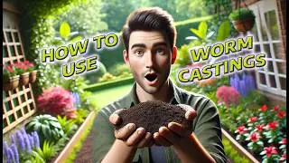 How to use worm castings, correctly