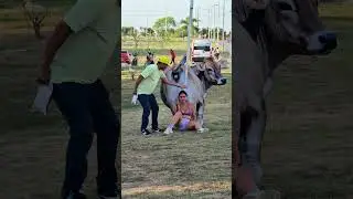 This cow is a milk cow 
