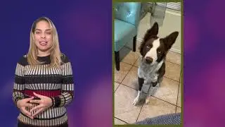 beneficios de tener una mascota en casa