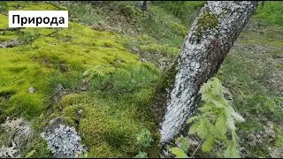 Лечебни звуци от Родопите