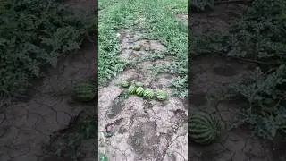 Первая завязь на отрыв 🍉💦💪🏻