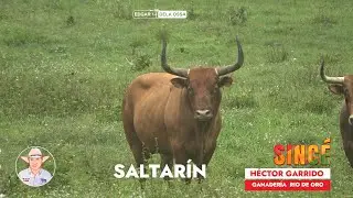 TOROS DE HECTOR GARRIDO SINCÉ 2024