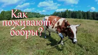 Опять проблемы с водопоем. Пошла в лес.