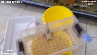 AKVARYUMDA CİKLET YAVRULARI BÜYÜDÜ