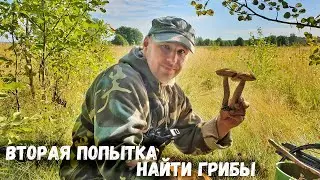 Вторая попытка найти грибы
