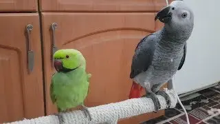 African grey with his Indian ring neck