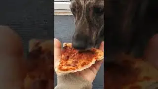 My Dog Is Serving Me Pizza!