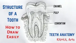 How to Draw Structure of a Tooth | Tooth Structure