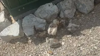 Chicken babies