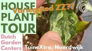 Variegated ZZ?? House plant tour at Tuinextra Noordwijk | Plant with Roos