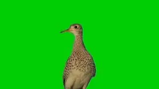 Upland Sandpiper bird in Green Screen Background | No Copyright Green Screen effect 4K