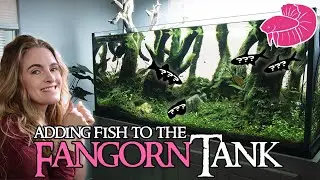 Adding FISH into the Fangorn Forest Aquascape! (Big Unboxing)