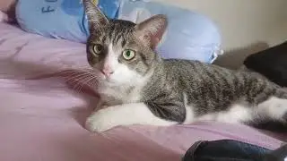 My grown up cat