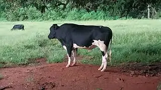 Você não vai acreditar assista o vídeo até o final já deixa o like compartilha com quem ama animais.