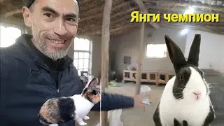 Қуён ферма - Обзор октябрь 2023