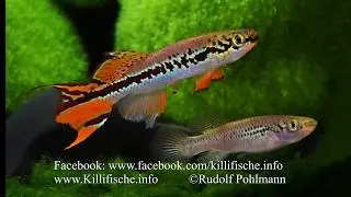 Fundulopanchax deltaense