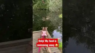 American Bully Prey Drive? Or just nature…