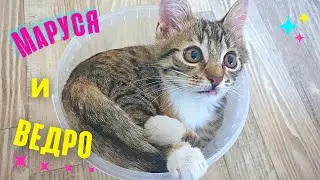 Маруся и ведро. Котёнок забавно рычит и смешно играет с ведёрком! Смешное видео с котёнком!