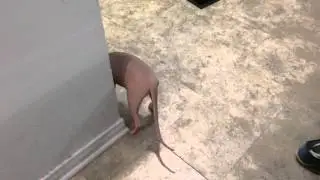 Smeagol fails