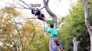 직접 나무 위로 올라와 푸바오를 깨워주시던 할부지💕